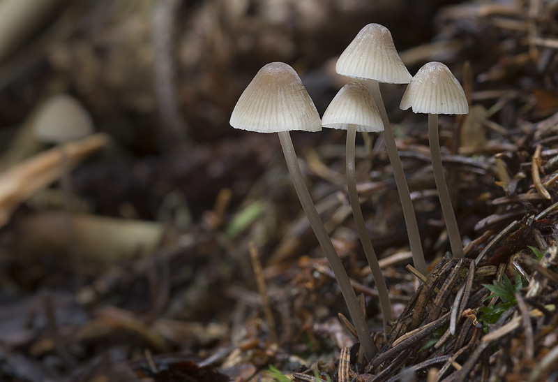 Mycena metata